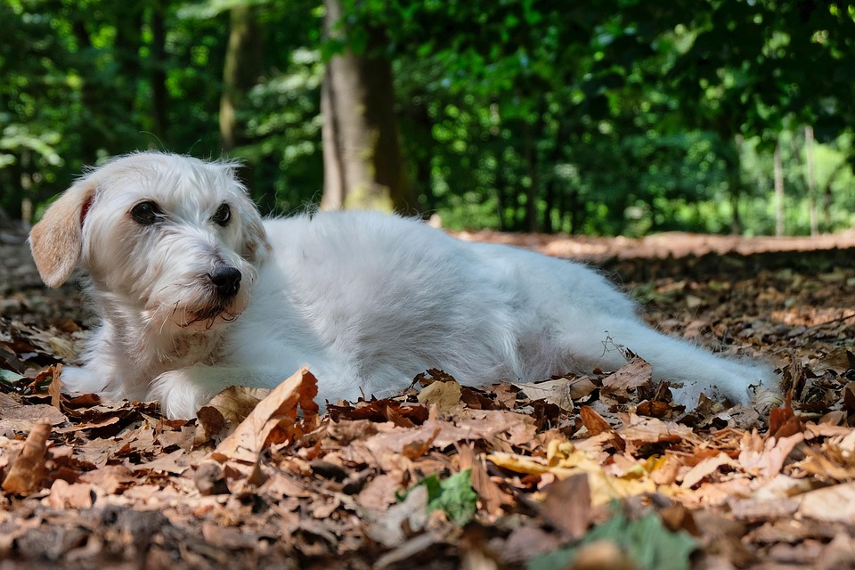 10 Must-Know Care Tips for Your Energetic Parson Russell Terrier