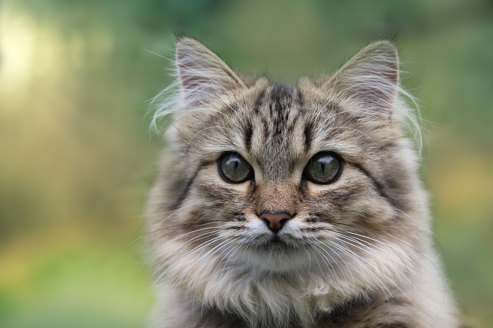 5 Heartwarming Traits of the Norwegian Forest Cat You’ll Love!