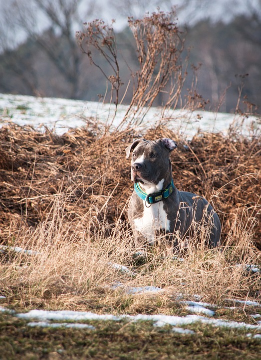 5 Surprising Facts About American Staffordshire Terriers You’ll Love