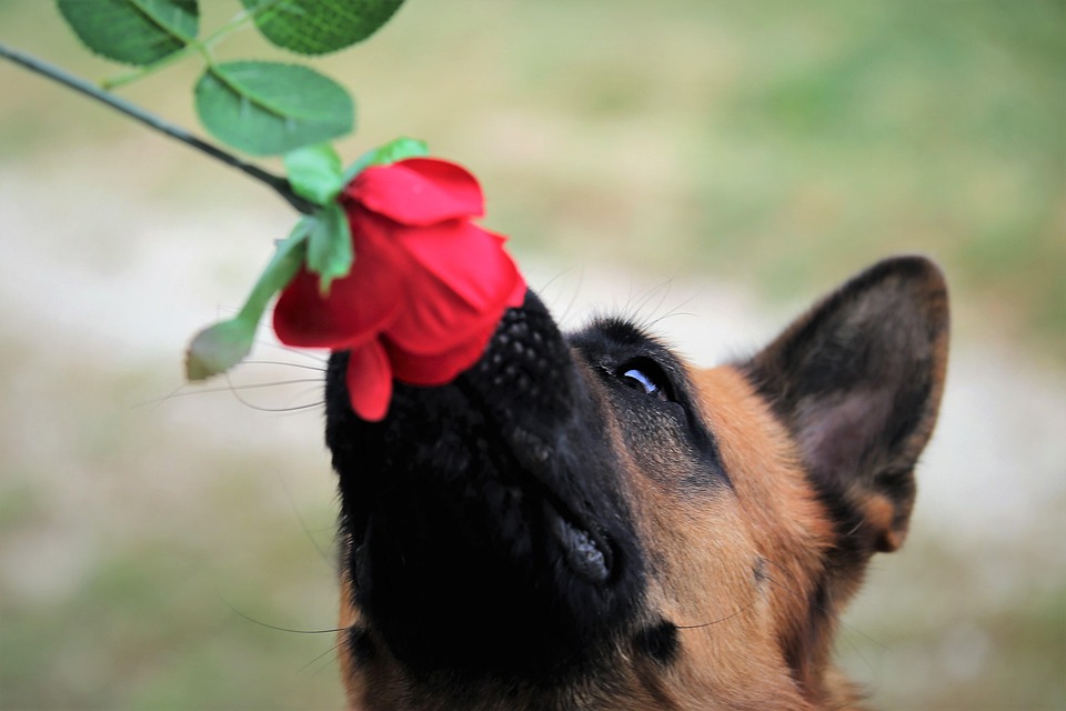 6 Surprising Traits of Anatolian Shepherds That Will Amaze You!