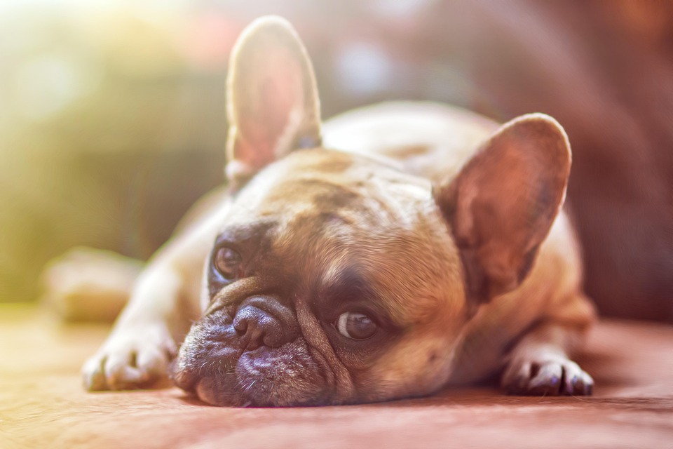 American Bulldogs: The Loyal Companions Your Family Will Adore