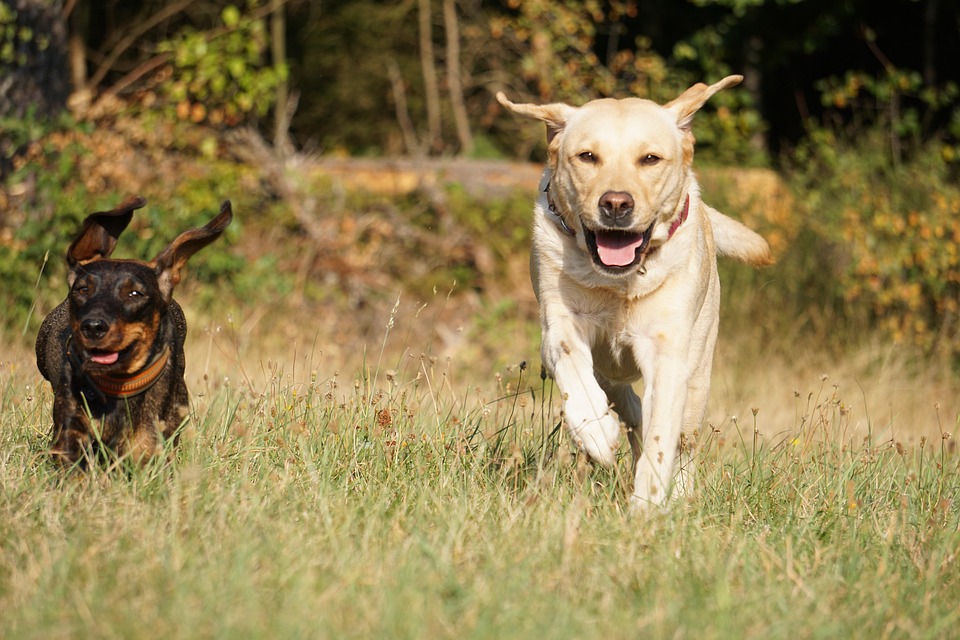 Caring for Your Labrador: Tips for a Happy, Healthy Companion
