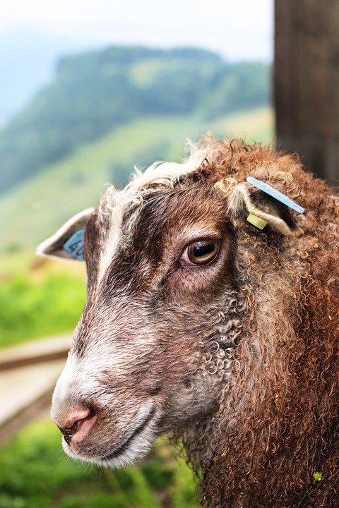 Caring for Your Norwegian Buhund: Tips for a Happy, Healthy Life!