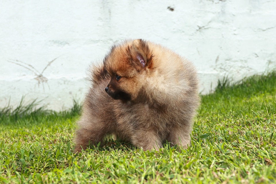 Caring for Your Pomeranian: Tips for a Happy, Healthy Pup!
