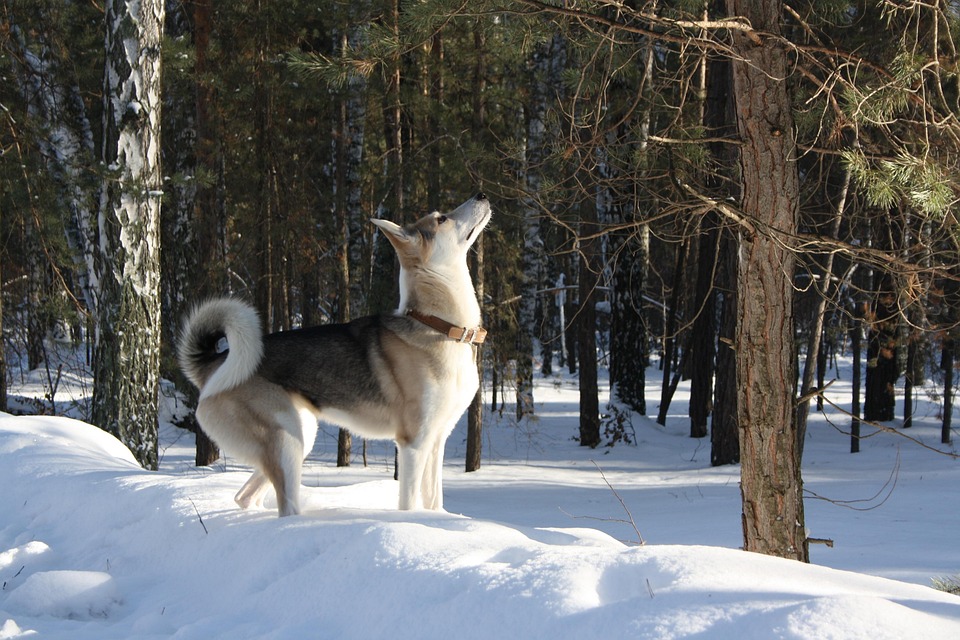 Caring for Your Yakutian Laika: Tips for a Happy, Healthy Pup