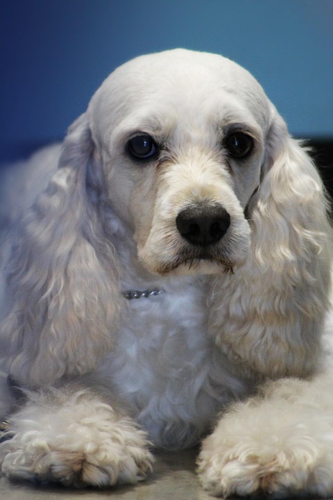 Cocker Spaniels: The Affectionate Companions Every Home Needs!