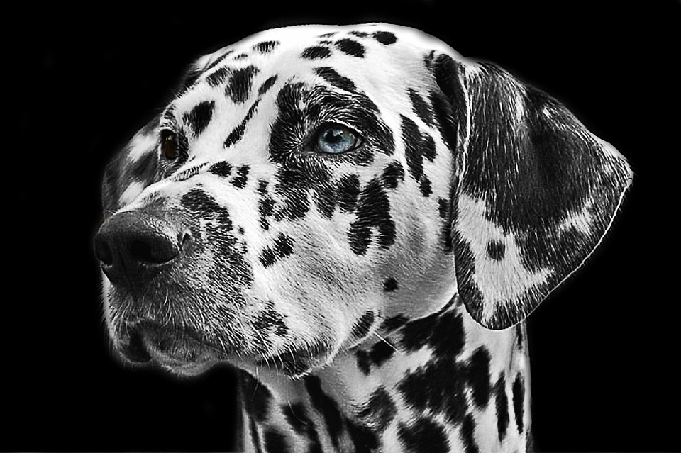 Dalmatians Unleashed: Fun Facts & Care Tips for Your Spotty Companion