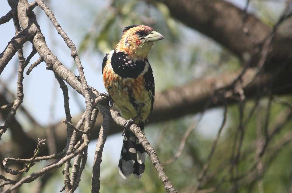 Discover the Barbet: The Affectionate Water Dog You’ll Love