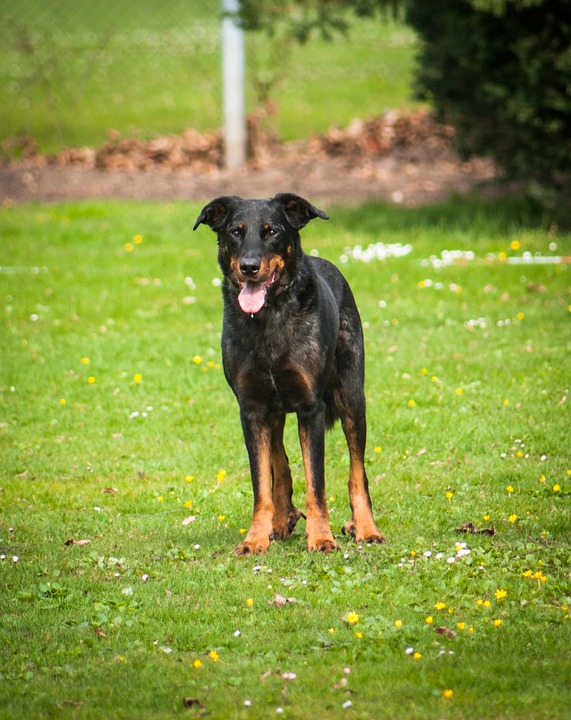 Discover the Beauceron's Unique Charm: Care & Bonding Benefits!