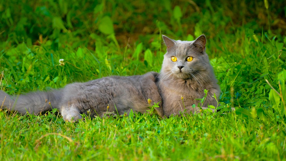 Discover the Charming Traits of Chartreux Cats: A Pet Owner’s Guide