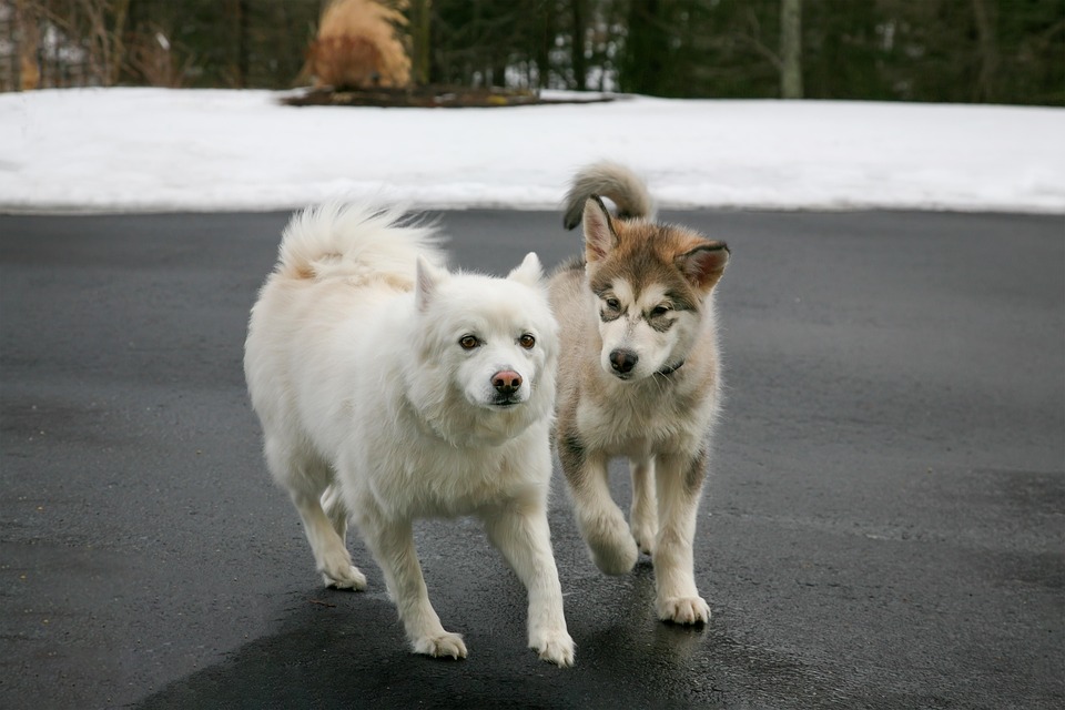 Discover the Joys of Owning an American Eskimo Dog: A Complete Guide