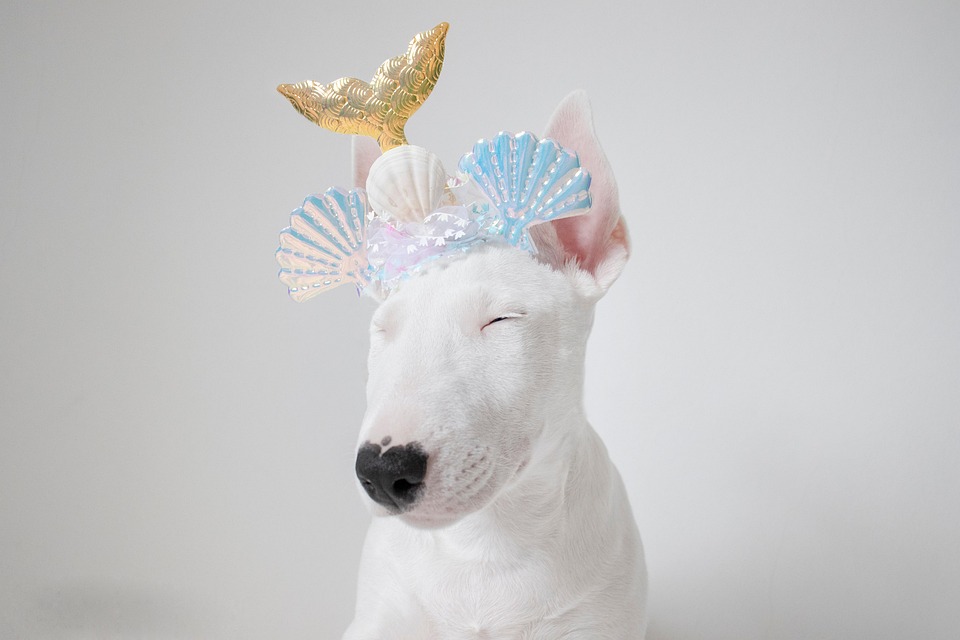 Discover the Quirky Charm: 7 Fun Facts About Miniature Bull Terriers