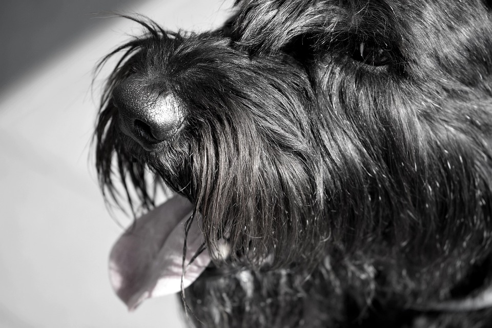 Discover the Unique Charm of Giant Schnauzers: A Breed Overview