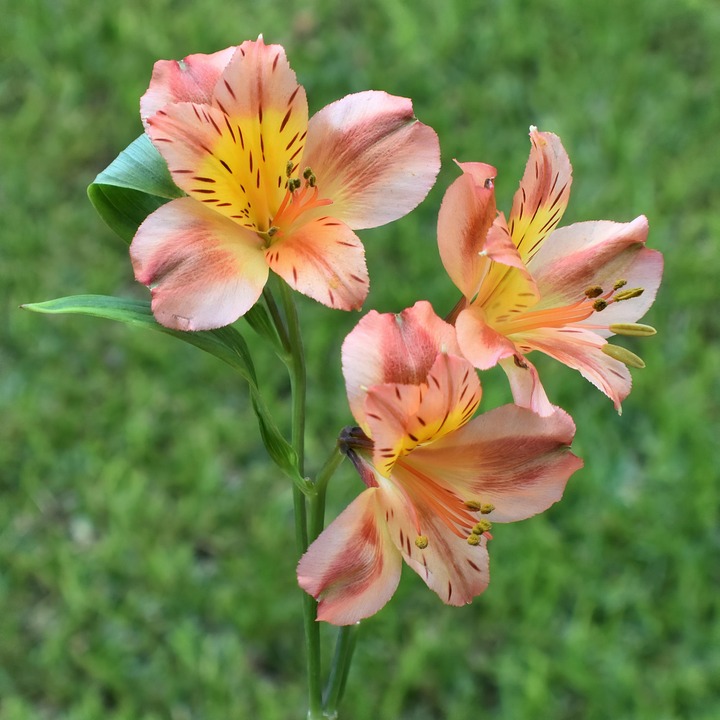 Discover the Unique Charm of Peruvian Inca Orchids: A Guide for Owners