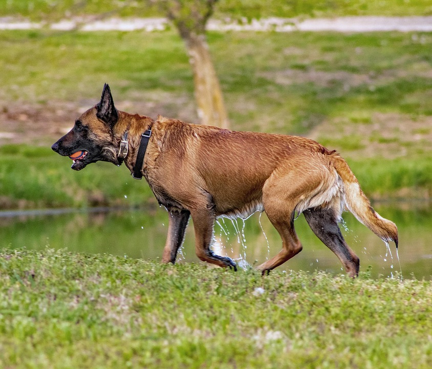 Emotional Benefits of Owning a Belgian Malinois: More Than a Pet!