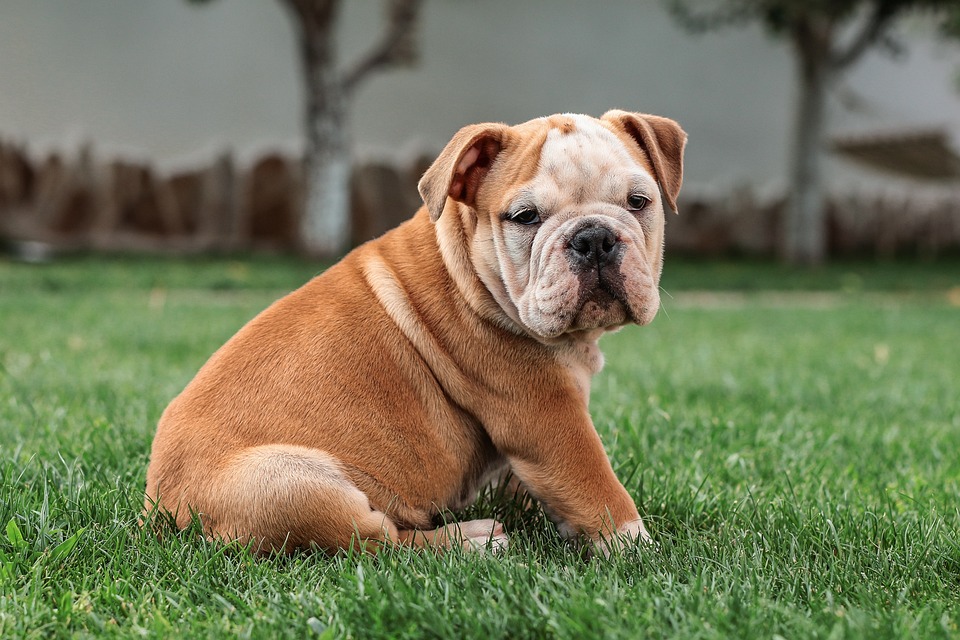 Essential Care Tips for Your Playful American Bulldog Buddy