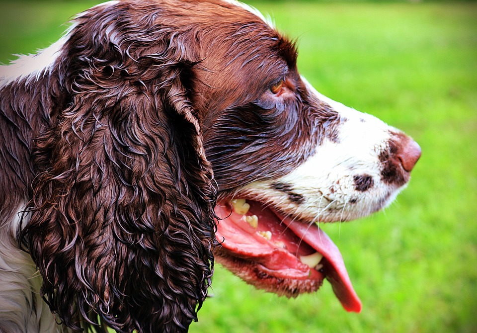 Essential Care Tips for Your Welsh Springer Spaniel: A Happy, Healthy Pup!
