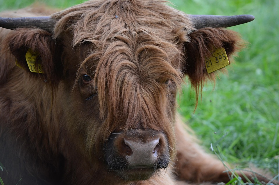 Highlander Dogs: Your New Best Friend for Adventure and Loyalty!