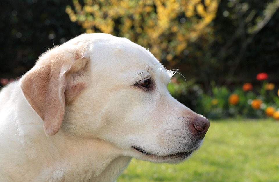 Labrador Traits: 7 Surprising Facts You Didn't Know!