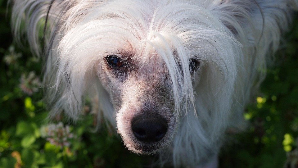 Love and Laughter: The Emotional Benefits of Owning a Chinese Crested