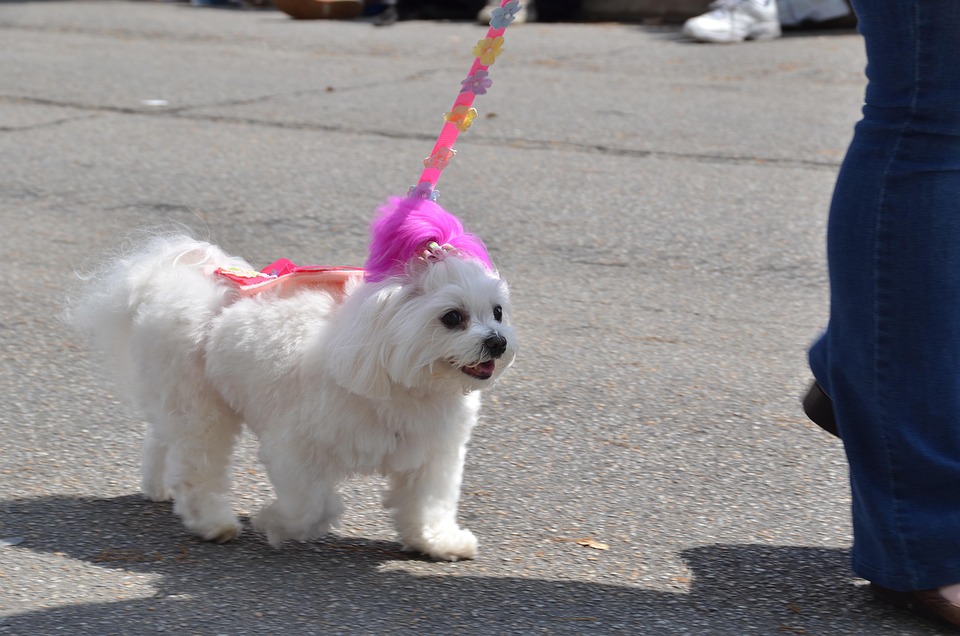 “Maltese Magic: 5 Adorable Traits That Will Melt Your Heart”