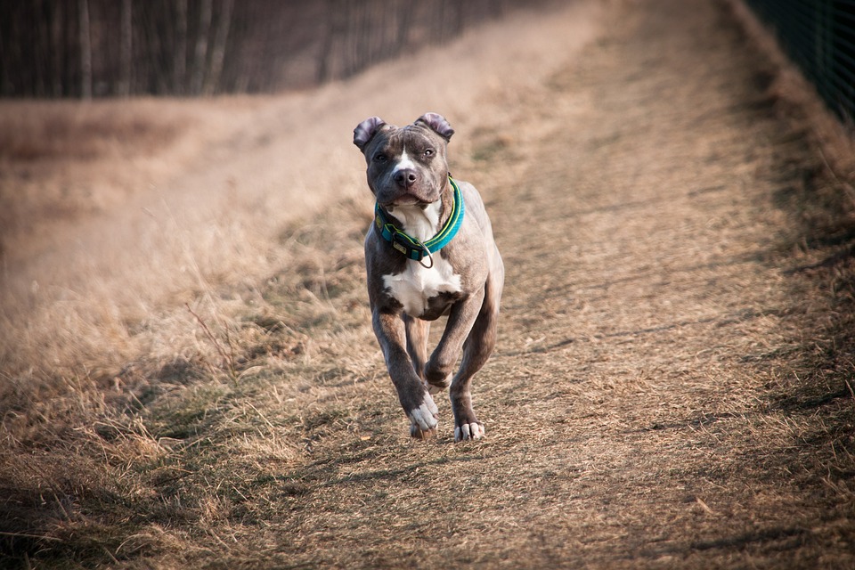 Meet the American Hairless Terrier: Your Next Loyal Companion!