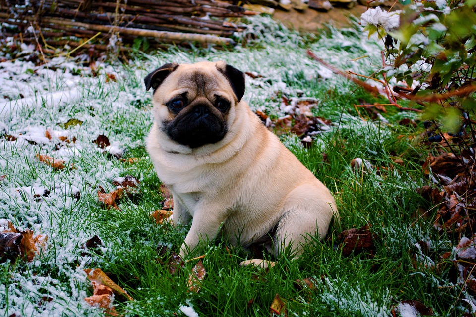 Pug Personality Unleashed: 8 Irresistible Traits You’ll Adore