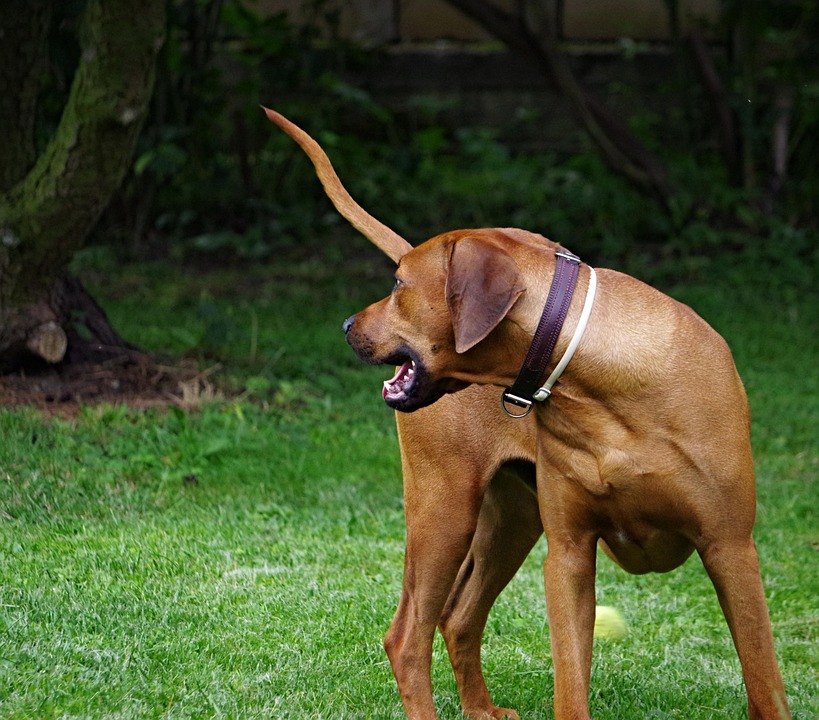 Rhodesian Ridgeback Care: Tips for Happy, Healthy Pups