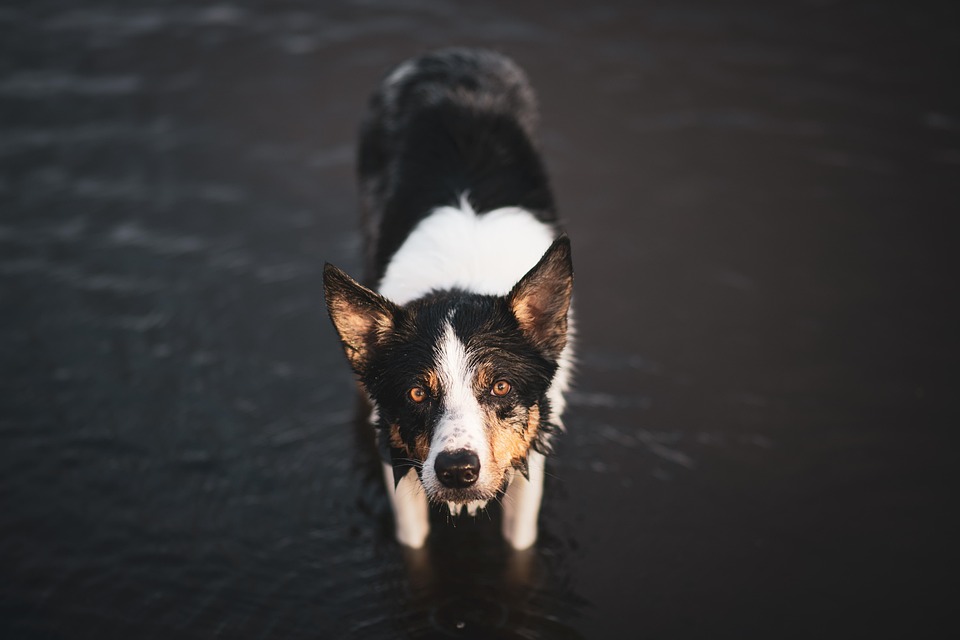 The Heartwarming Benefits of Owning a Collie: More Than Just a Pet