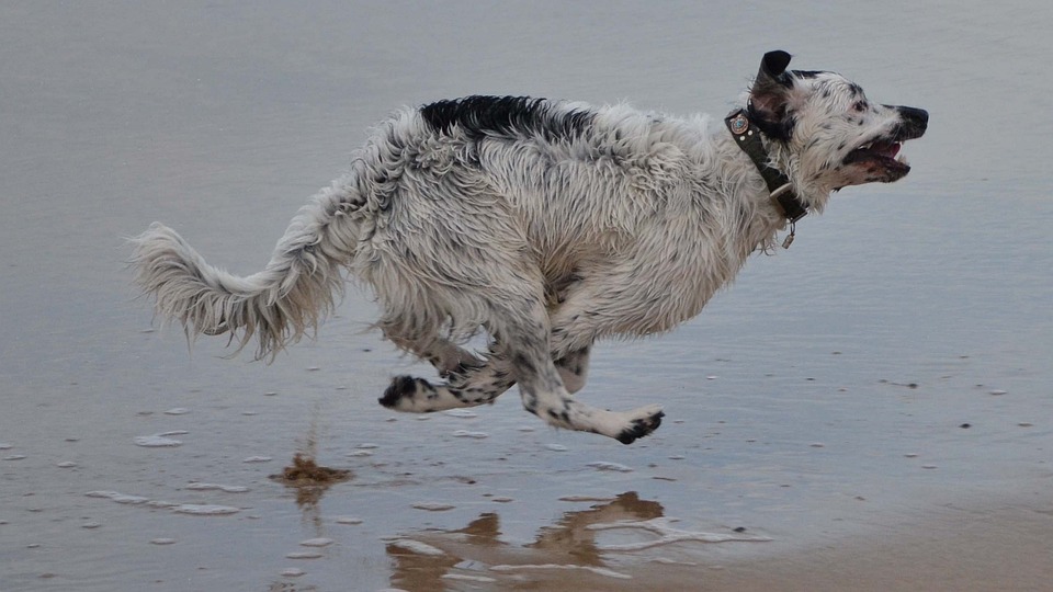 The Wetterhoun: A Loyal Companion with Heartwarming Personality!