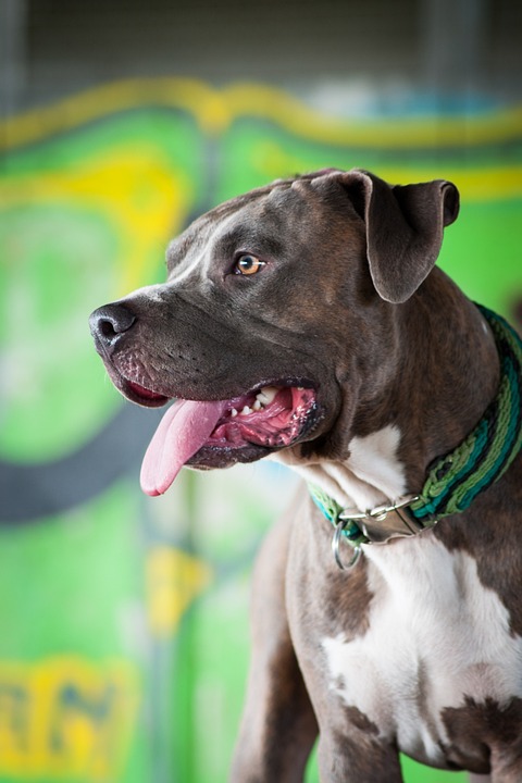 Unleash Joy: 7 Heartwarming Traits of American Staffordshire Terriers