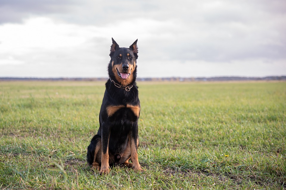 Unleashing Joy: 5 Heartwarming Traits of the Beauceron Dog