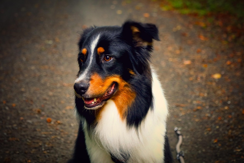 Unleashing Joy: The Loyal and Playful Australian Stumpy Tail Cattle Dog