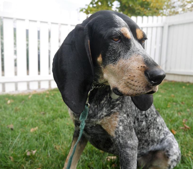 Unleashing Joy: The Unique Traits of Black and Tan Coonhounds!