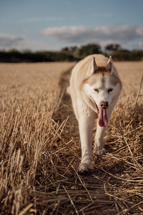 Unlock the Joy: Why Alaskan Huskies Make the Perfect Family Pets!