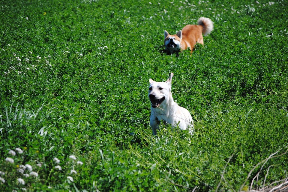 Unlocking the Akita’s Heart: Care Tips for a Loyal Companion