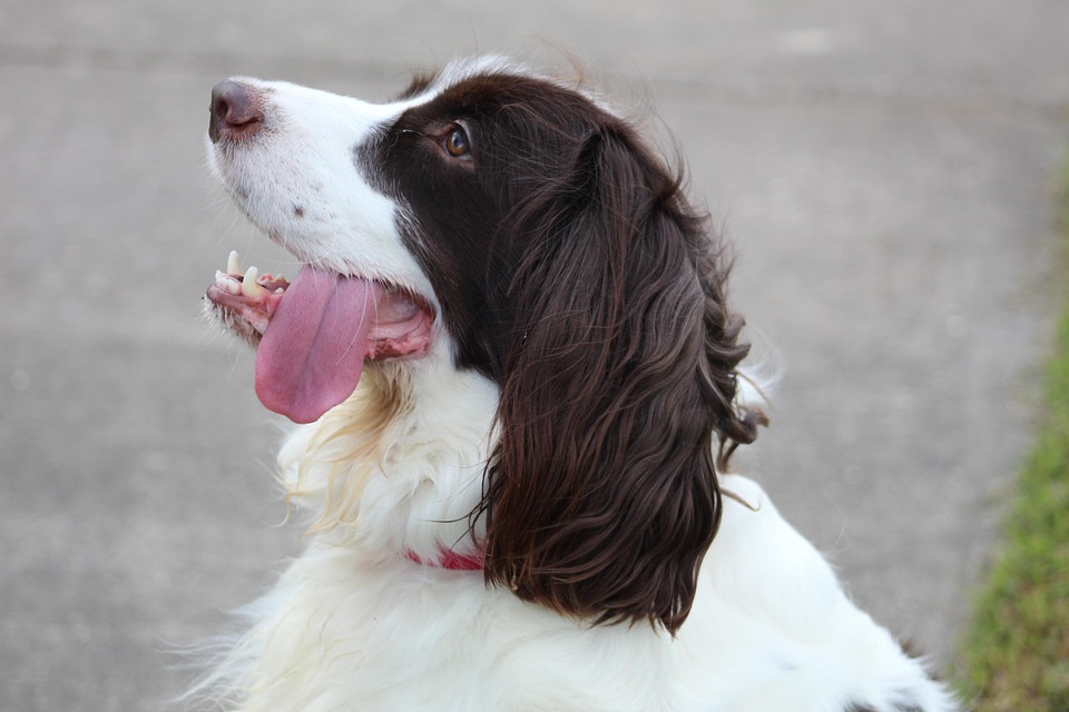 Why English Toy Spaniels are the Perfect Pets for Emotional Well-Being