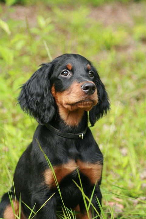 Why Gordon Setters Make the Perfect Family Pets: Uncovered Secrets!