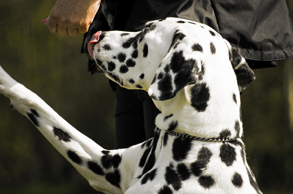 Why Neapolitan Mastiffs Make the Ultimate Family Companions