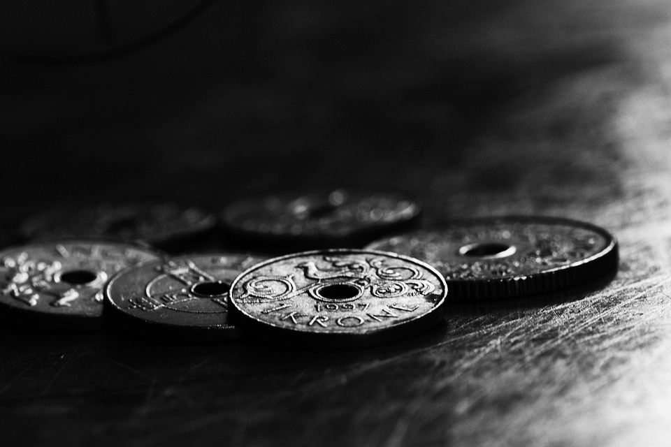 Why Norwegian Elkhounds Make the Perfect Family Companions