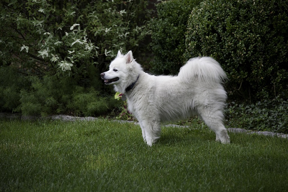 Why the American Eskimo Dog Will Steal Your Heart: 5 Unique Facts
