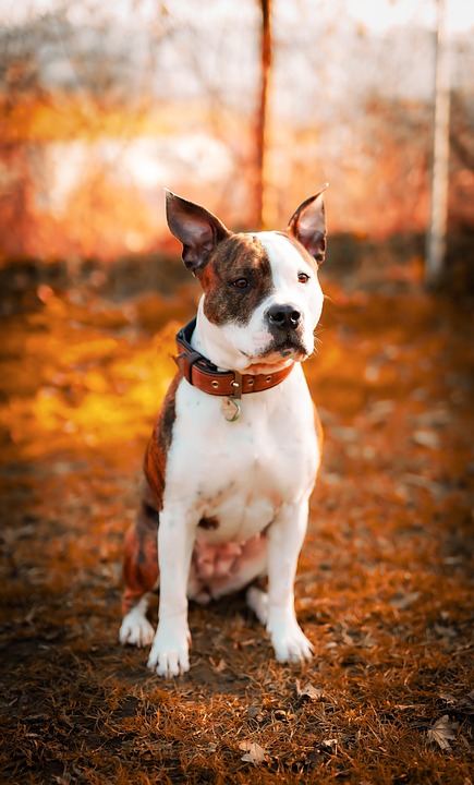 Why the American Hairless Terrier Will Steal Your Heart