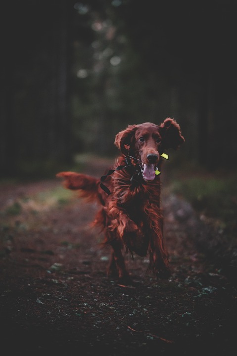 10 Adorable Facts That Showcase the Charm of Irish Setters