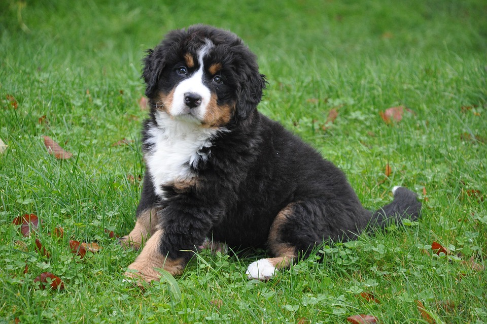 10 Essential Care Tips for Happy Bernese Mountain Dogs at Home