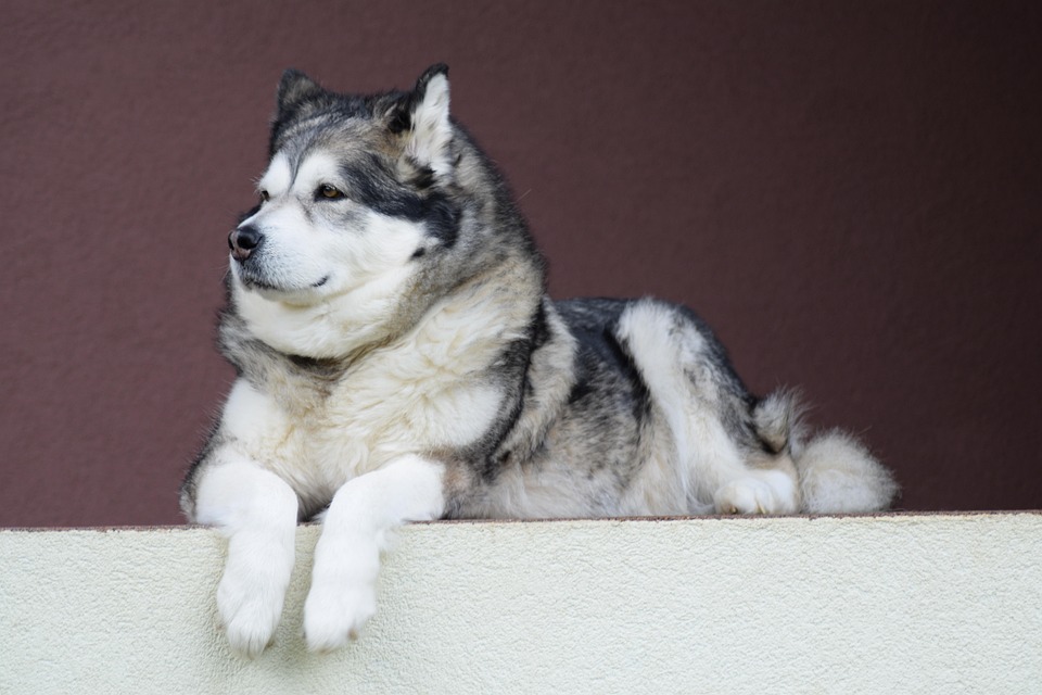10 Essential Care Tips for Your Playful Alaskan Husky Companion