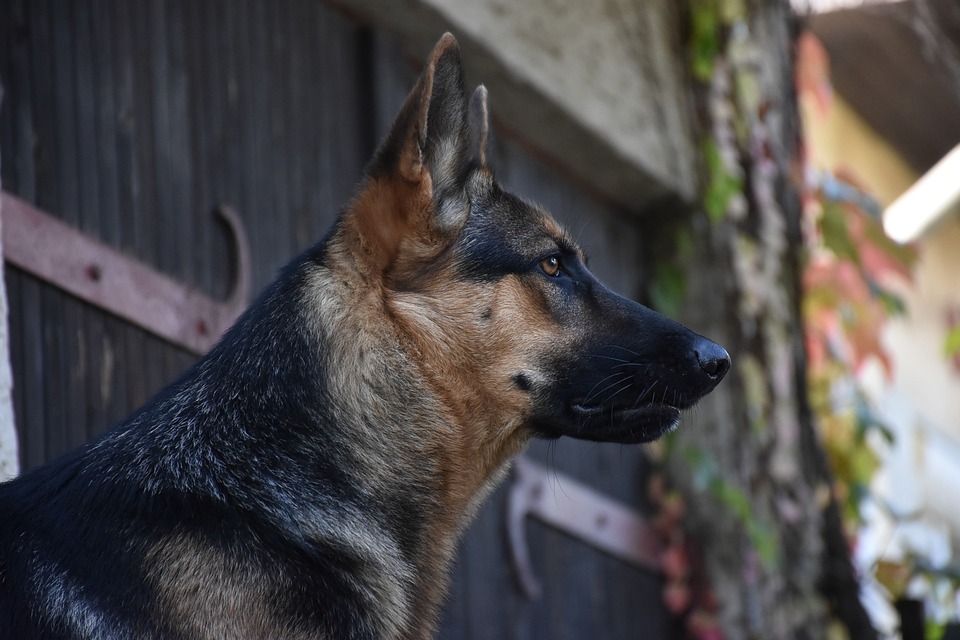 10 Surprising Traits That Make German Shepherds Irresistibly Charming