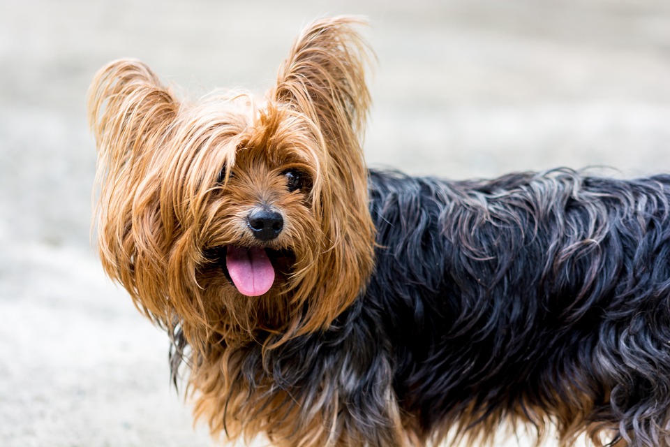 5 Charming Traits That Make Yorkshire Terriers the Perfect Companions