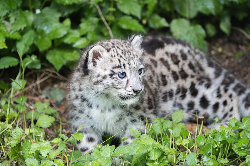“American Leopard Hound: Your Loyal Companion with a Splash of Fun!”