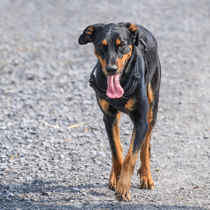 Beauceron Brilliance: Unlocking Their Loyal and Playful Spirit!