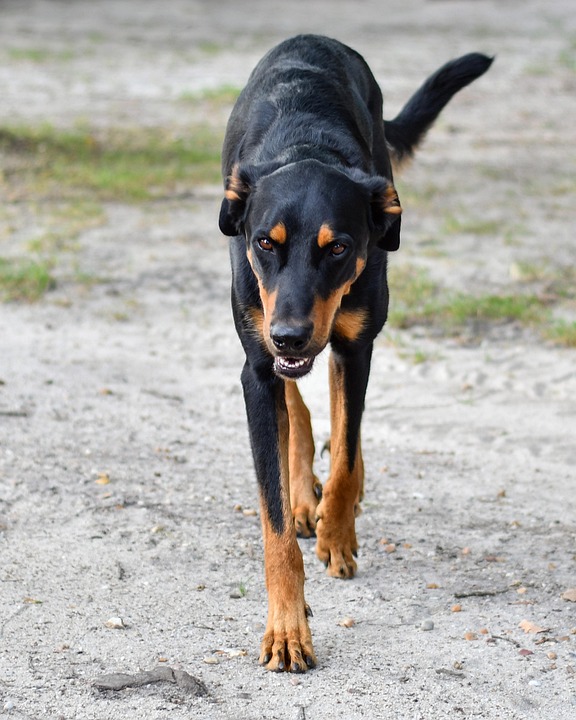 Beauceron Care 101: Tips for a Happier, Healthier Companion